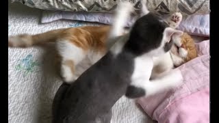 Orange kitten pretends nothing happened after knocked down by his sister  Pring Pring Cats 毛昕 毛馨 [upl. by Allare]