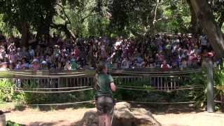 Singing Happy Birthday to Tricia the elephant at Perth Zoo [upl. by Jenesia]