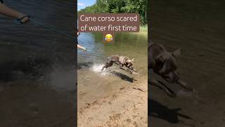 Cane corsos First time in the lake  he freaks out 😳😬😂 doglovers canecorso firstshorts lake [upl. by Lloyd]