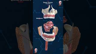 Anatomy of the mouth  Digestive Tract ⚡ [upl. by Sucy]