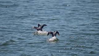 Two pied billed grebes fight over a fish birds nature wildbirds wildlife grebe birdfight [upl. by Callas]