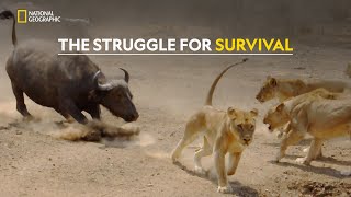 Survival in Drought  Africas Deadliest  हिंदी  S6  E3  Nat Geo Wild [upl. by Ytsirt]