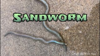 Sandworm Beach Worm [upl. by Amliv]