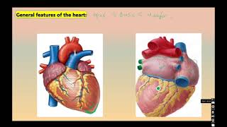 General anatomy Cardiovascular system [upl. by Redneval]