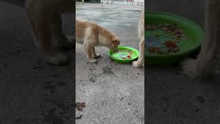 Jasting  Louka and Ka Pring eat food together very happy bronhshow dog cutedogs cutedoglover [upl. by Loggins]