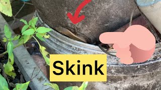 animal skink skinkraftreview skinkeren skinkof skinkontest skinks [upl. by Liagabba335]