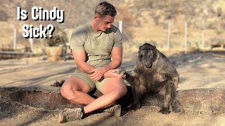 Cindy The Baboons Health Scare [upl. by Niatsirhc779]