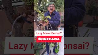 Kokedama Magic The Art of Lazy Mans Bonsai kokedama bonsai diygarden [upl. by Assert]