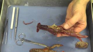 Crayfish Dissection [upl. by Huda]