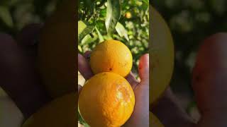 Orange tree no frost damage [upl. by Rosalynd]