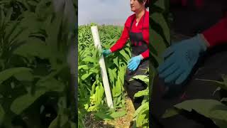 Ivy mosses leaf clearing process Good tools and machinery can increase work efficiency [upl. by Bank]