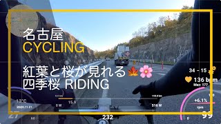 紅葉と桜のライド｜四季桜｜名古屋Cycling [upl. by Ahsinav847]