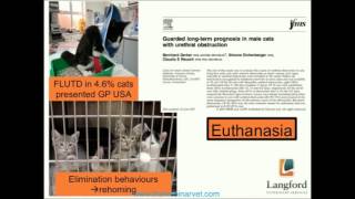 The Management of Feline Lower Urinary Tract Disease [upl. by Iren]