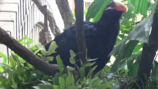 Violet Turaco sings [upl. by Fernanda536]