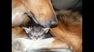 😺 Sweet dreams my baby 🐈 Funny video with cats and dogs for a good mood 😸 [upl. by Navlys]