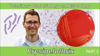 Erysipelothrix Part 2  Veterinary Bacteriology and Mycology [upl. by Finlay680]