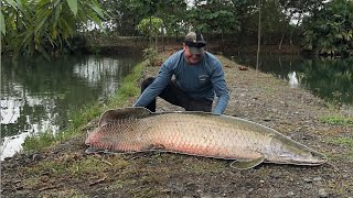 Prehistoric Arapaima Catch Clean and Cook Part 2 [upl. by Letnahc]