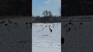 Redcrowned Cranes in Hokkaido Feb 2024 [upl. by Dryden]