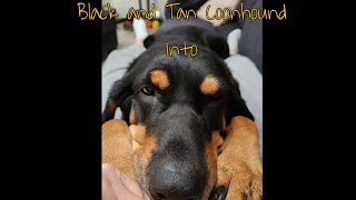 Black and Tan Coonhounds as house pets their personalities and the differences between 2 of them ❤️ [upl. by Crosley363]