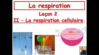 La respiration cellulaire [upl. by Auqinahc]