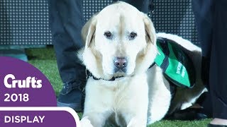 Dogs for Good Display  Crufts 2018 [upl. by Turnheim]