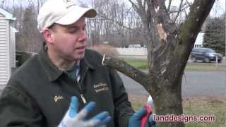 How to Prune Not Kill Trees and Shrubs [upl. by Legin]