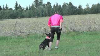 American staffordshire terrier  obedience training [upl. by Wylde]