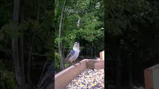 Whitebreasted Nuthatch have returned to the Bluff  Fall 2024 [upl. by Lahtnero]