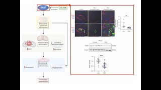 Pulmonary artery endothelial function and hypertension are impacted by RAB7 deficiency [upl. by Madden]