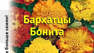 Бархатцы отклоненные Краткий обзор описание характеристик tagetes patula nana Бонита [upl. by Ulla]