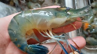 Farming fresh water PRAWNS shrimp in the USA [upl. by Crispas]