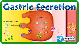 Gastric Secretion Physiology Animation  USMLE Step 1 [upl. by Enileve]