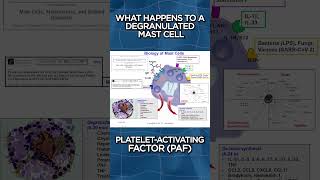 What Happens To A Degranulated Mast Cell [upl. by Dunning]