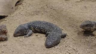 Shingleback skink structural and behavioural adaptation [upl. by Hesler705]