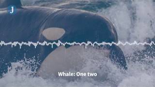 Listen to these Orca whales imitate human speech [upl. by Neved829]