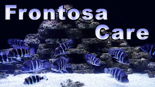 Frontosa Cichlid Care and Breeding A Mighty Cichlid Full of Color [upl. by Domph]