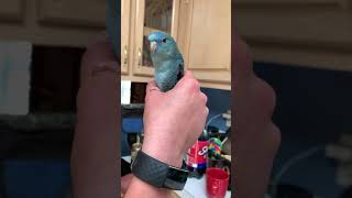 Kyle the talking Linnie parrots birds lineolatedparakeet [upl. by Cochard]