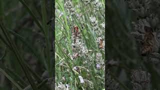 Spider tried to kill a bee shortsvideo shorts fyp bees [upl. by Rehpotsirahc]