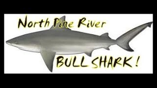 North Pine River Bullshark  Round 2 [upl. by Sydney]