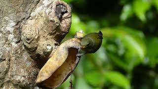 Orangebellied Flowerpecker Dicaeum trigonostigma flaviclunis Jatimulyo Java Indonesia 4 Aug 2024 [upl. by Ssepmet]