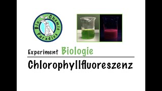 Experiment Biologie – Chlorophyllfluoreszenz [upl. by Hokanson731]