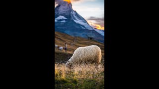 Valais Blacknose Sheep at Sunset by the Matterhorn  ZERMATT SWITZERLAND [upl. by Annwahsal735]