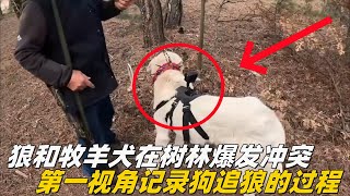 牧羊犬第一视角，狼和牧羊犬在树林爆发冲突，牧民将相机固定在狗背上记录狗追狼的全过程牧羊犬 坎高犬 狼群 狼 [upl. by Delfine]