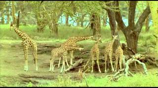 Giraffe the impossible animal 3of5mp4 [upl. by Dede865]