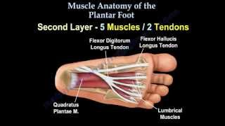 Muscle Anatomy Of The Plantar Foot  Everything You Need To Know  Dr Nabil Ebraheim [upl. by Coletta259]