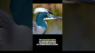 Majestic Heron in a Serene Wetland  Nature’s Beauty Captured [upl. by Elram]