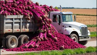 The Fascinating Process of Sugar Beet Harvesting with Modern Machinery [upl. by Burdett56]