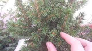 Picea Glauca Conica Bonsai Tree [upl. by Rinee]