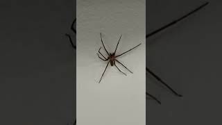 Brown Recluse Spider [upl. by Ayiak]