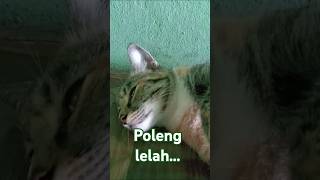 Poleng kecapek an cat catlover shortvideo [upl. by Burris]